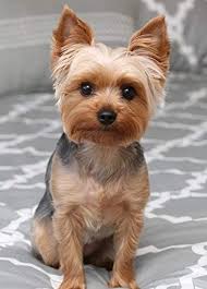 Yorkies of New Jersey and surrounding areas