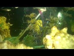 Big Females Pregnant Guppies Fish And Fry Big Females