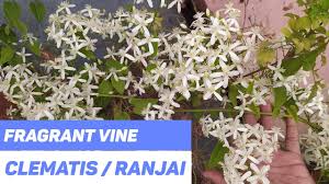 Clematis armandii (also called armand clematis or evergreen clematis) is a flowering climbing plant of the genus clematis. Ranjai Clematis à¤ à¤¦ à¤à¤­ à¤² Fragrance Flowering Vine Scented Flower Of India Youtube