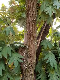 Image result for Bocconia