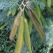 Image result for Leucas milanjiana