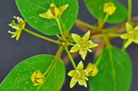 Image result for Monopsis zeyheri