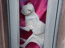 Découvrez la nouvelle pub saint maclou avec l'homme qui a vu un tuto ! La Question Pas Si Bete Que Fait Ce Chat Mort Dans Les Murs De L Aitre Saint Maclou De Rouen Actualite