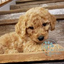 Summer is finally here at twin lakes puppies. F1b Goldendoodle Puppies For Sale Near Me Home Land Puppies