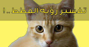 ما دلالات رؤيا القطط في المنام عند الراقي مجلة الجميلة