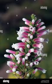 Image result for Ericaceae