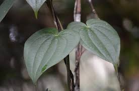 Image result for Dioscorea minutiflora