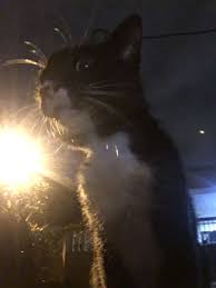 pin by iloveyouiloveusmost on 2020 12 10 animals cats 10 things