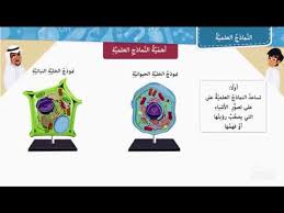 النماذج العلمية Youtube