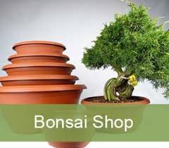 Indoor trees to brighten up your home and office. Bonsai Shop Trees Pots Soil Tools For Sale Kaizen Bonsai