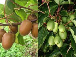 Wenn sie obstbaum klein für den garten kaufen möchten, ist es bestimmt ganz gut, wenn sie sich zuvor informieren und hier einige vorschläge vergleich, um festzustellen, worauf es dabei wirklich ankommt. Platzsparende Sorten Fur Kleine Garten Haberli Fruchtpflanzen Ag Neukirch Egnach