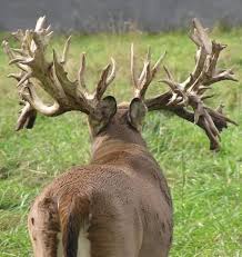 World Record Buck Huntingnet Com Forums Deer Whitetail Deer Hunting Hunting