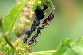 The little black ants crawling all over your lawn or kitchen floor are never welcome guests. Hd Wallpaper Ants Formicidae Garden Lasius Garden Ants Black Ants Foraging Wallpaper Flare