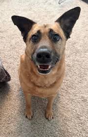 Researching breeds and breeders before adoption is crucial