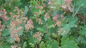 Image result for Macleaya cordata