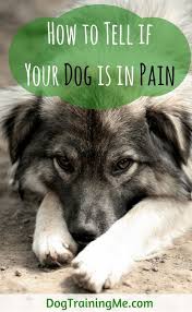 Pin On Pet Dogs
