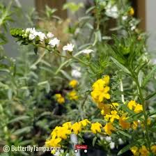 Image result for Euploca