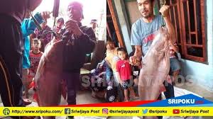 Tafsir mimpi memancing ikan di laut. Heboh Warga Oku Selatan Dapat Ikan Patin Raksasa Sriwijaya Post