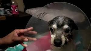 Possible causes, signs and symptoms, standard treatment options and means of care and support. My Dog Bonito Was Bit My A Black Widow Youtube