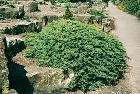 Dwarf Japanese Garden Juniper Landscaping With Rocks Japanese Garden Japanese Garden Design