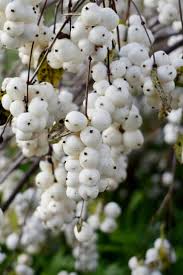 Image result for Snowberry White 1986 Currys