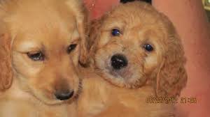 Hours may change under current circumstances Goldendoodle Puppies 9 Weeks Old For Sale In Melbourne Florida Classified Americanlisted Com