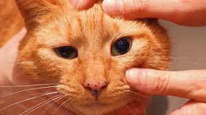 Ubat sakit mata kucing tradisional. 9 Cara Mengobati Kucing Belekan Di Rumah Dengan Mudah