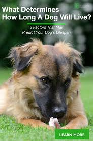 What Determines How Long A Dog Will Live Dogs Family Dogs Family Dogs Breeds