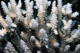 Image result for Acrotome tenuis