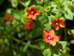 Image result for Anagallis oligantha