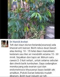 Air rebusan durian belanda dipercayai sangat baik untuk kesihatan rupanya.banyak kajian yang telah dijalankan mengenai khasiat dan manfaat daun durian. Facebook