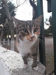 Samsu Bafra Cats Animals