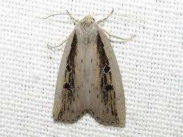 Image result for Chilodes maritima