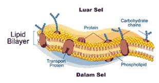 Maybe you would like to learn more about one of these? Organel Sel Hewan Fungsi Struktur Gambar Lengkap
