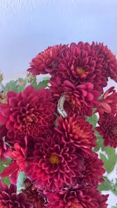 Image result for Hypericophyllum