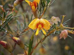 Image result for Crotalaria phylicoides