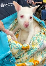 We had Horsefeathers Farm in Clarksville Ohio come out and bring a baby  Wallaby. They had such a good time petting it and learning about it!!