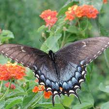 Homes & gardens' color of the month: Home Garden And Homestead Home Facebook