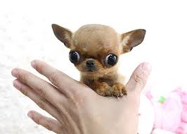 While most long haired dogbreeds are in need of regular grooming and trimming, the chihuahua does not require the same amount of effort. The Truth About The Teacup Chihuahua Animalso