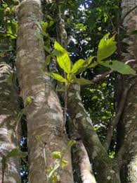 Image result for Paullinia pinnata