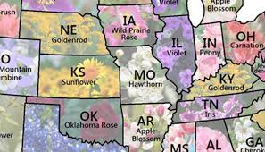 Birds and blooms of the 50 states 4 thumbnail alaska ak state flower sale. Map Shows Every U S State Flower