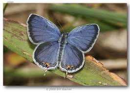 Image result for Cyanotis sp. aff. C. lapidosa