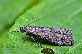 Image result for Pyla fusca