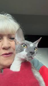 Blue Bi Colour Cornish Rex kitten from Sunset Cornish Rex Cattery Kerikeri 