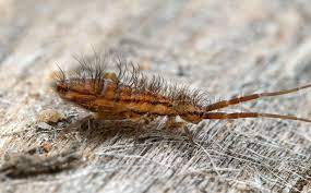 After 100's of hours reviewing, learn which pest control companies made our top pick! Blog Are Springtails Dangerous