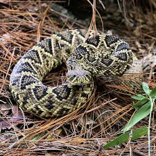Black And Yellow Snake Georgia Poisonous Rattlesnake Rattlesnakes Crotalus Adamanteus Eastern Diamondback Diamond Back Eastern Diamondback Rattlesnake Diam Rattlesnake Poisonous Snakes Reptile Snakes