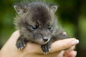Newborn Baby Fox At Wildlife Research Facility Mississippi State University News Archive