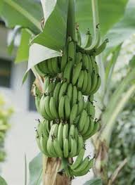 Check spelling or type a new query. Pin On Grow