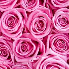 Flowers play diverse role in human life representing a unique meaning. 21 Special Rose Color Meanings Rose Flower Meanings For Valentine S Day