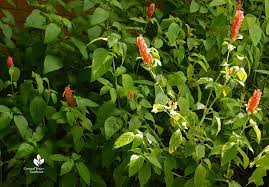 We did not find results for: Shrimp Plant Shrimp Cocktail Recipe Central Texas Gardener